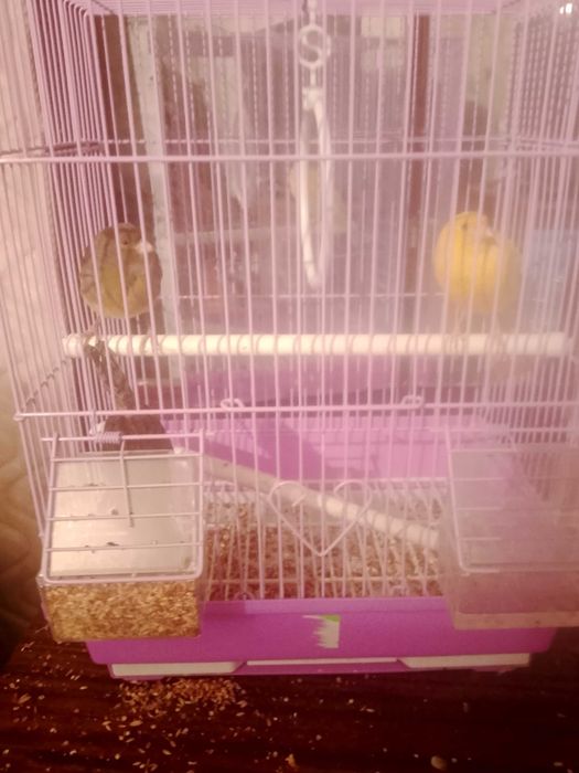 Продам пару канареек без клетки