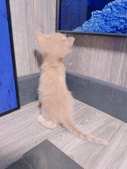 Котятки домашние в добрые руки