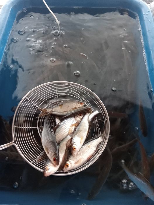 Живец продам посёлок Переметное