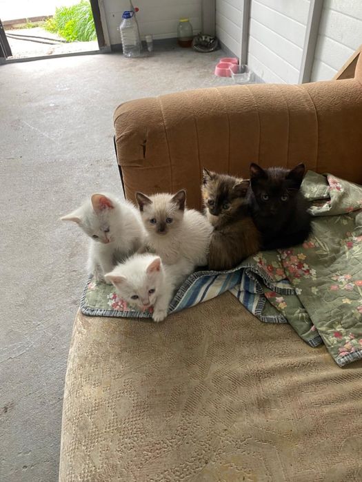 Отдам котят в хорошие руки