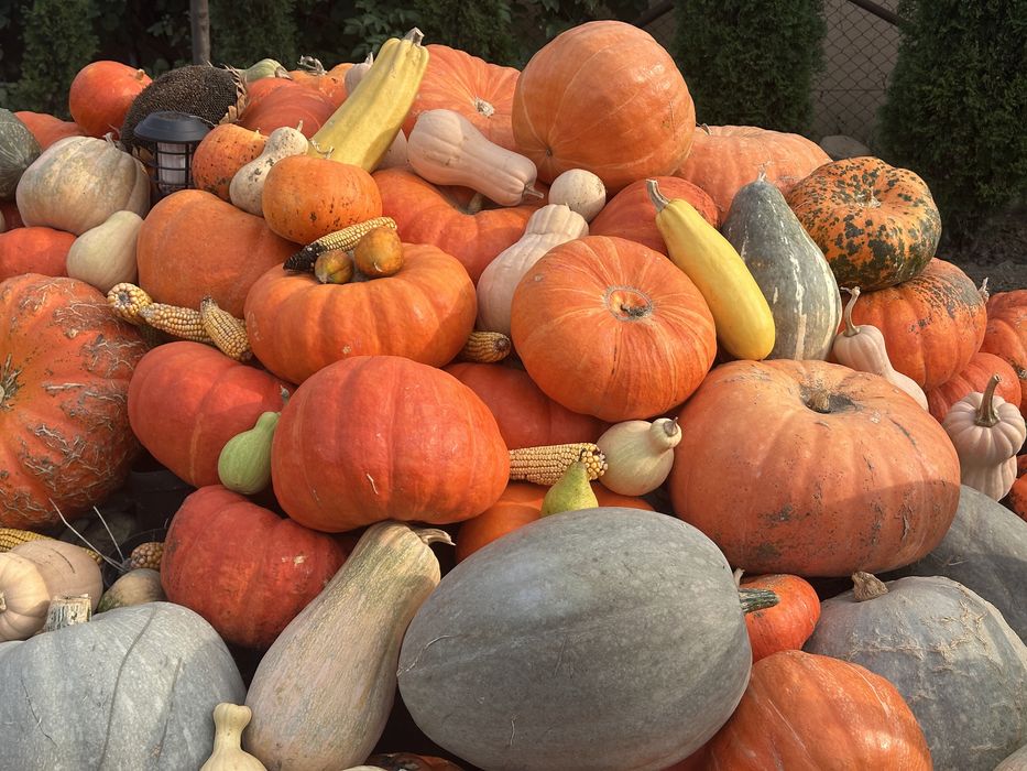 Dovelci Halloween