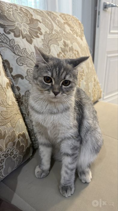 Продаётся котёнок Скоттиш страйт