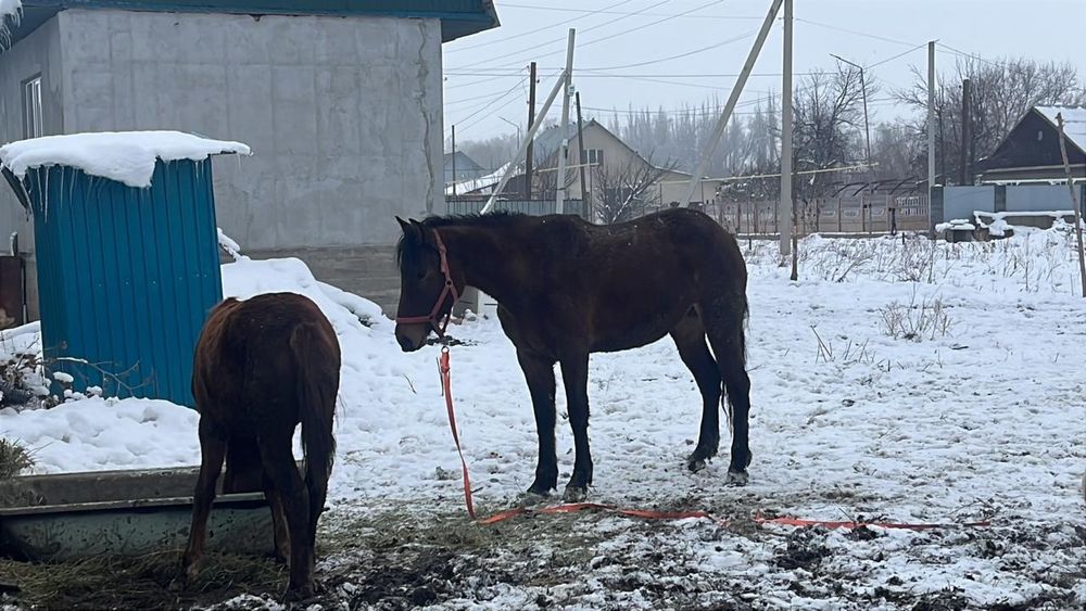 Продам кобылу полукровка