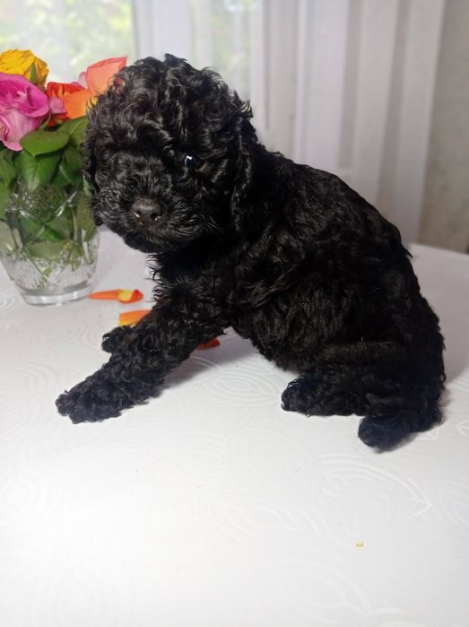 Продам щенка пудель.