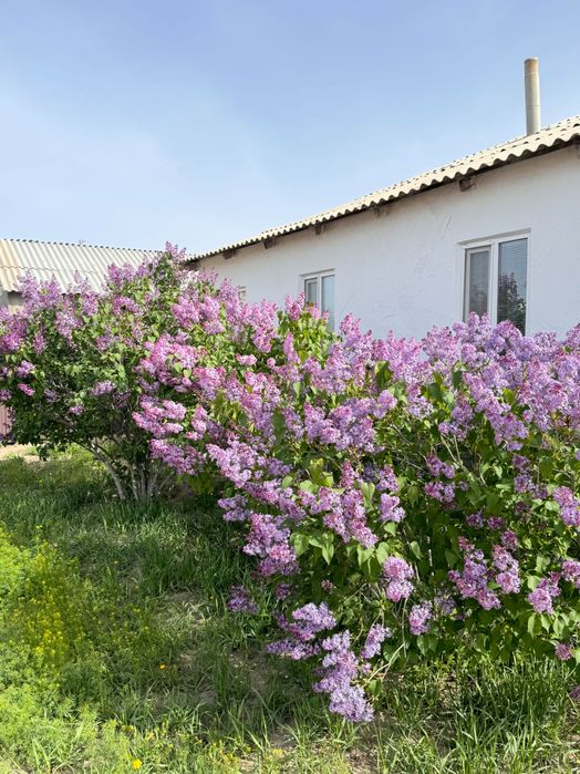 Сирень гүл исі күшті