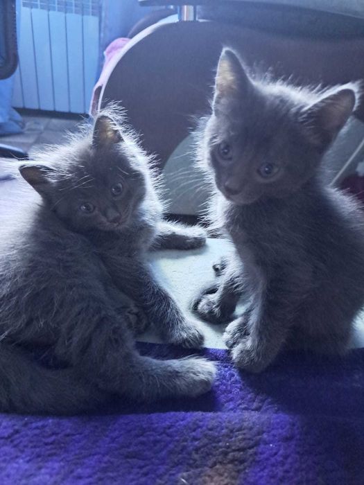 Отдам котят в добрые руки