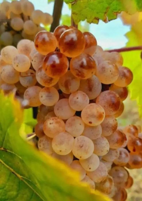 Struguri de vin 2026