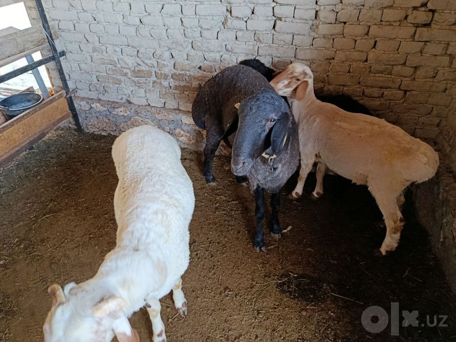 Qoʻchqorlar sotiladi toʻy marosimlari un ham boʻlaveradi