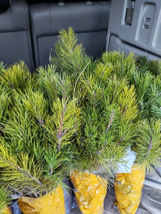 Сосна крымская 25,35см