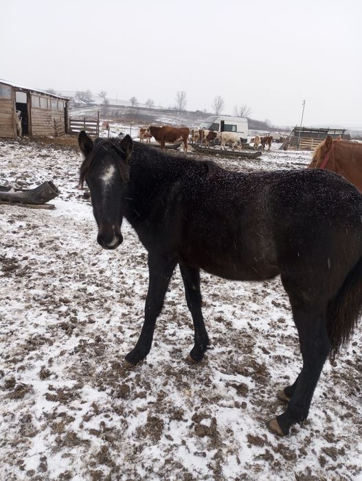 Vând două mânze de 7-8luni