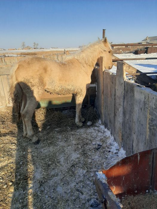 Продаются баиталдар