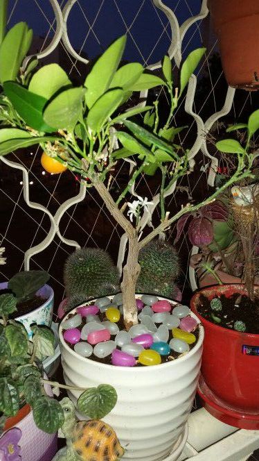 Светещи соларни камъни 150 броя