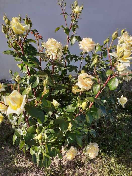 Tufe de trandafiri
