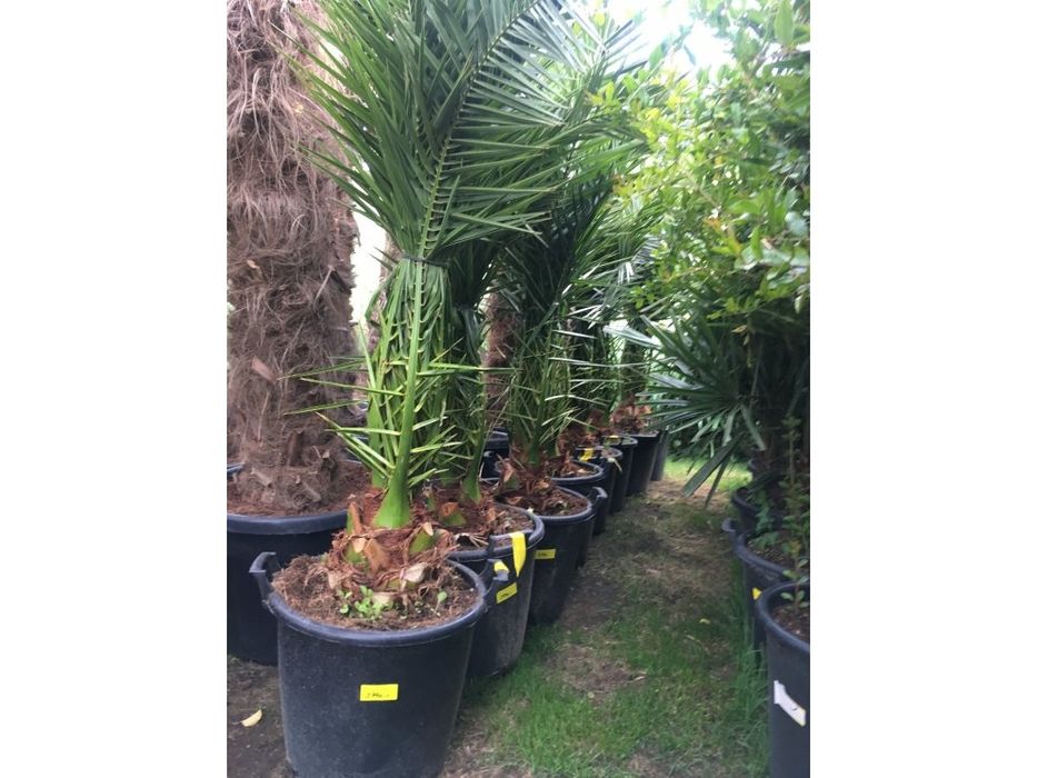 Palma daraxtlari bor