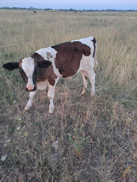 Angus Viței de pus la vaca și mai mari in carcasă