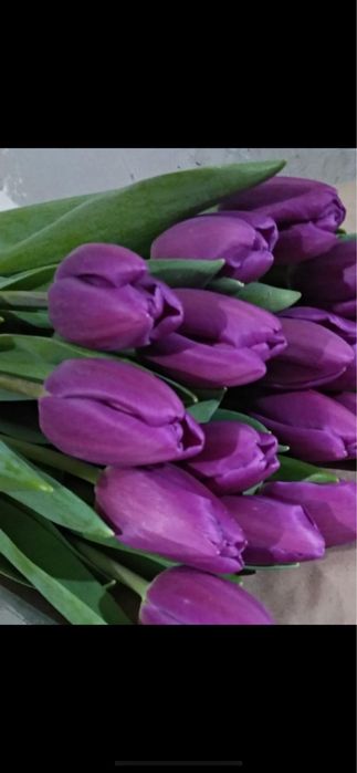 Тюльпаны по 290 количество ограничено