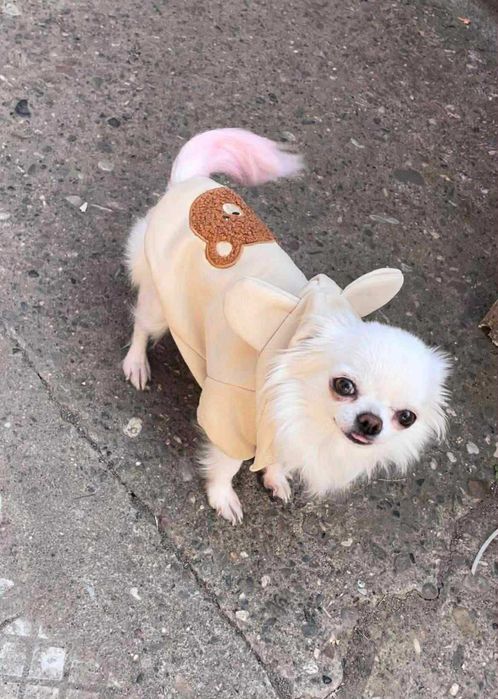 Мини чихуахуа женско