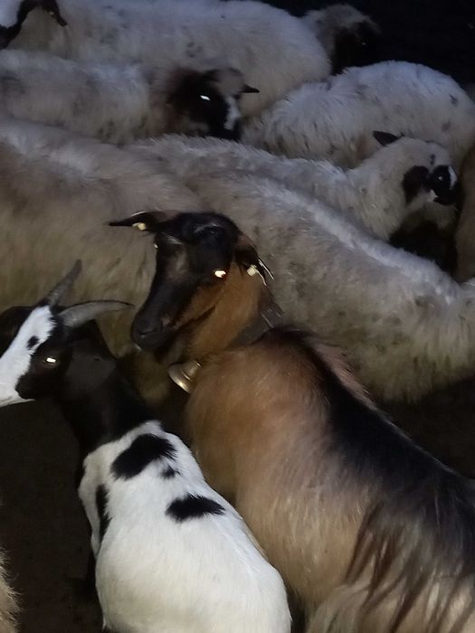 Vand 5 iedite ,ieditele au luat tap