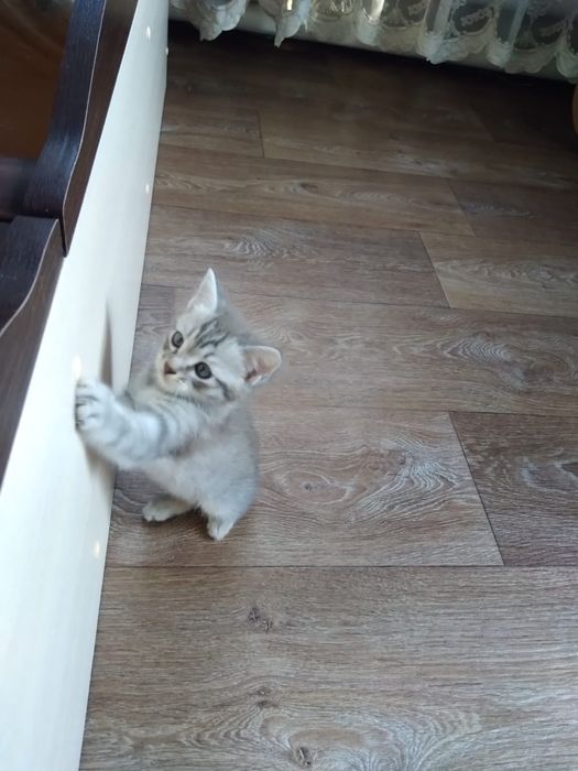 Отдам бесплатно котика