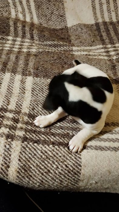 Джак ръсел териер