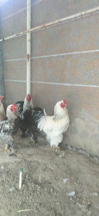 Продаются цыплята брама