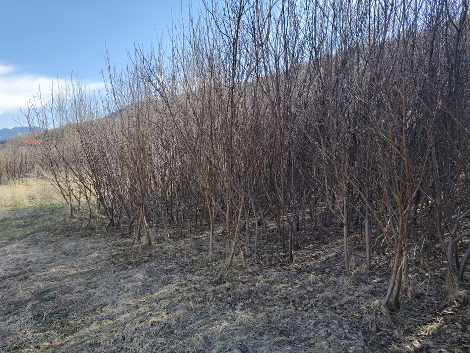 Продам саженцы яблонь