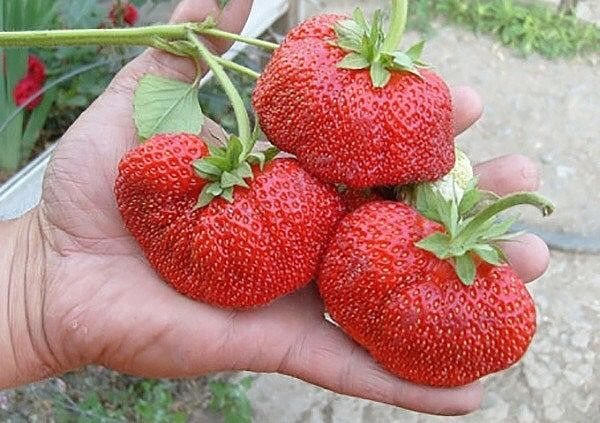 Продам рассаду клубники садовой