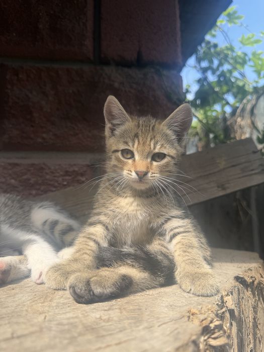 Котята крысоловки