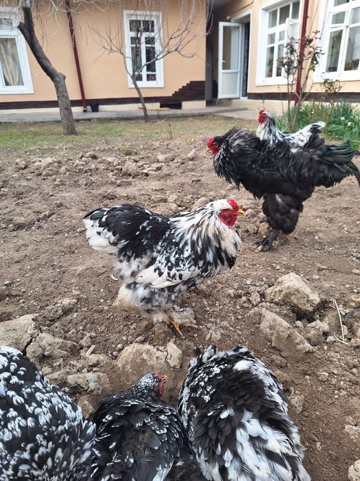 Мраморная брама петух