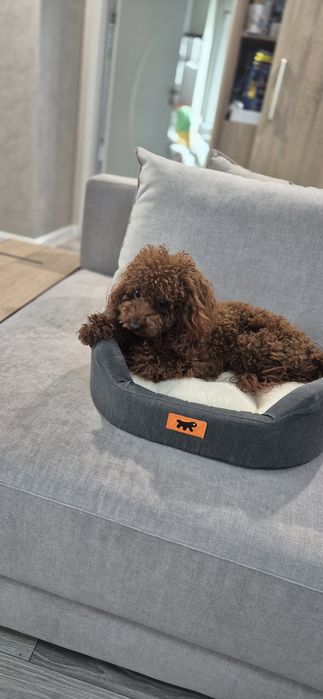 Аксесоари за домашни любимци