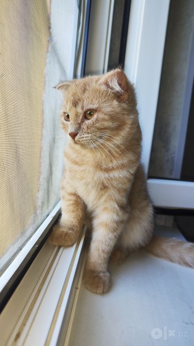 Кошка шатланская