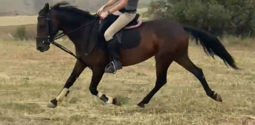 Мерин полукровный