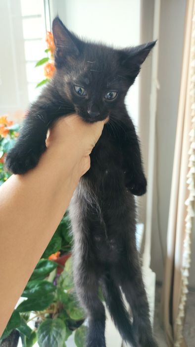 Котят в добрые руки