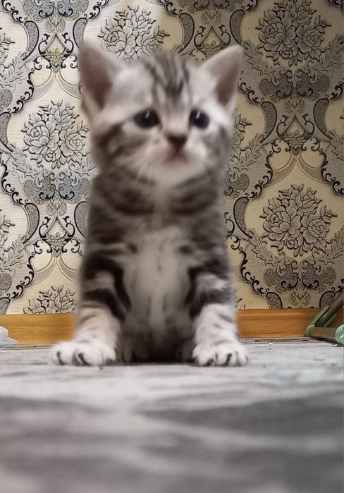 Продам котят шотландцев