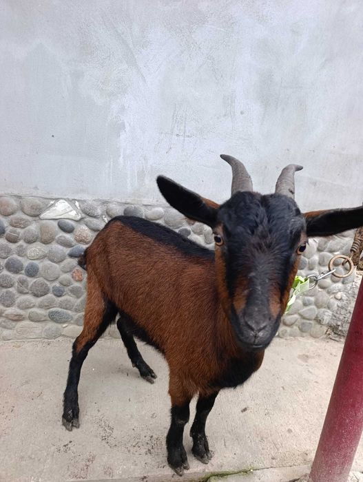 Vând iedita la prima fatare