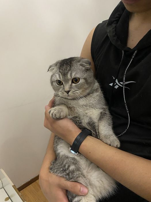 Шотландский вислоухий кот
