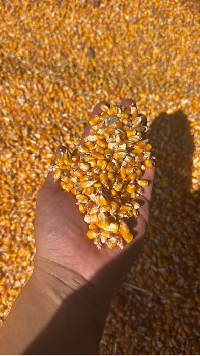 Porumb boabe rec 2025