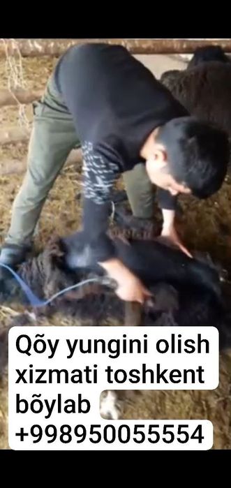 Qoʻy yungini olish xizmati