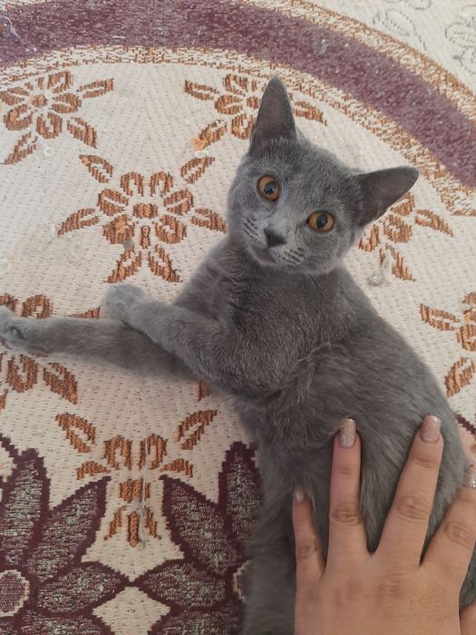 Отдам в хорошие руки