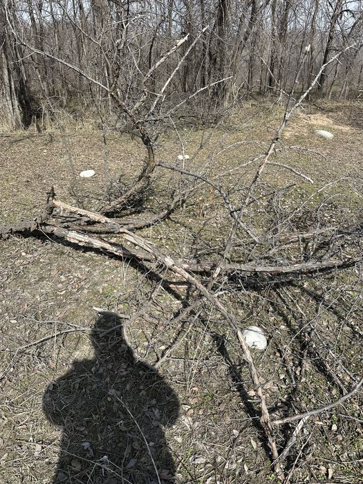 Дрова бесплатно