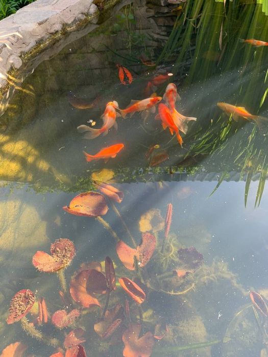 Рыбки кои адаптированные из пруда