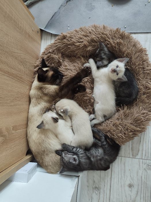 Отдам котят в добрые руки