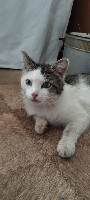 Пристраивается кот  кастрированный