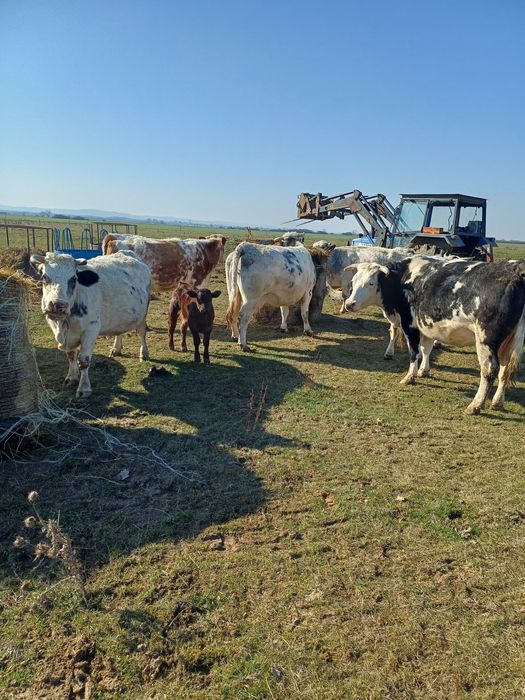 Vaci metis belgian gestante