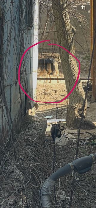 Щенки в добрые руки