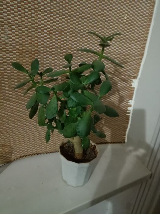 Продается Комнатные цветы цветы