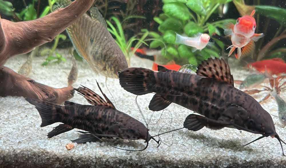 Продам пару таракатумов.