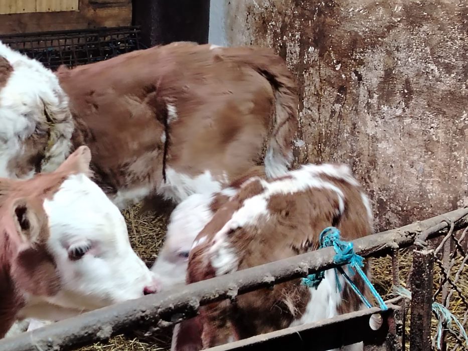 Vitei baltata romaneasca