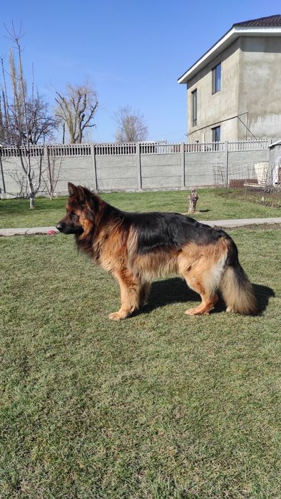 НЕ ПРОДАЖА. Ищем невесту