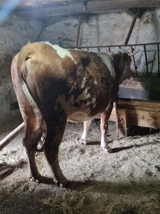 Vacă gestantă de vânzare